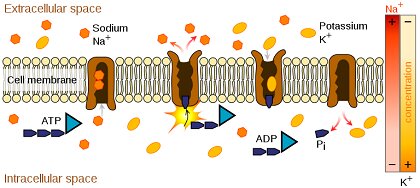 Mechanism of Action