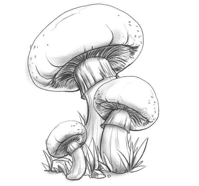 How Do I Choose the Right Mushrooms to Draw?