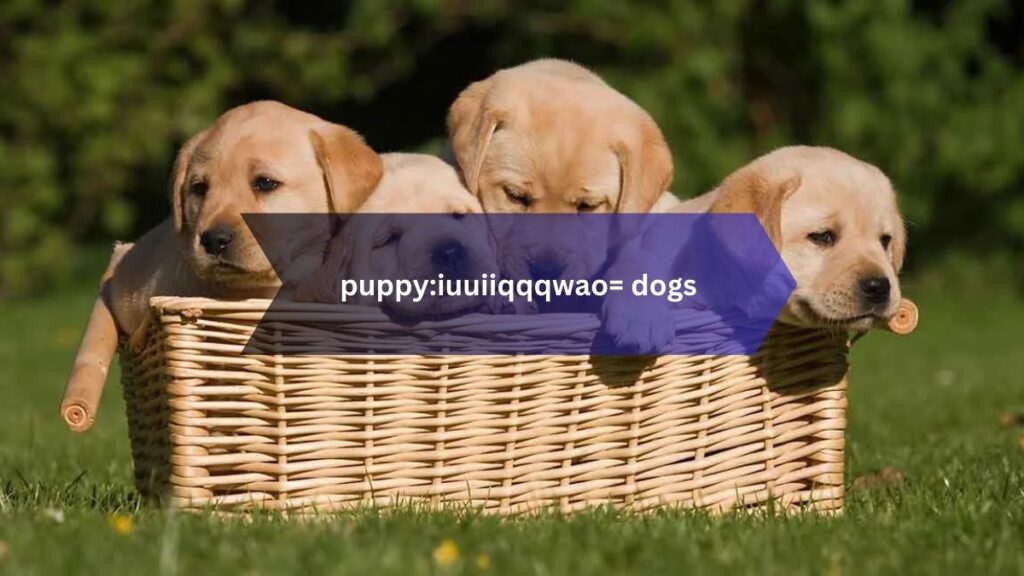 puppy:iuuiiqqqwao= dogs